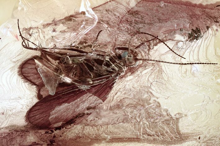 Detailed Fossil Caddisfly (Trichoptera) In Baltic Amber - Green Eyes! #367305